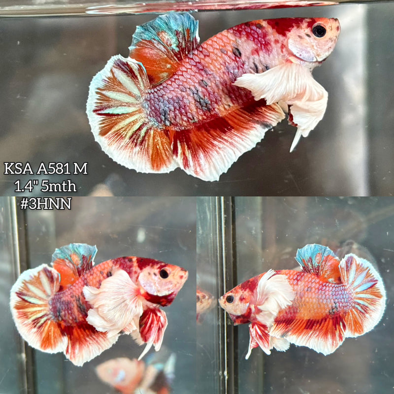 Live Male Betta Candy Nemo Dumbo big ear Plakat (KSA-A581) S180 High quality what you see what you get!!