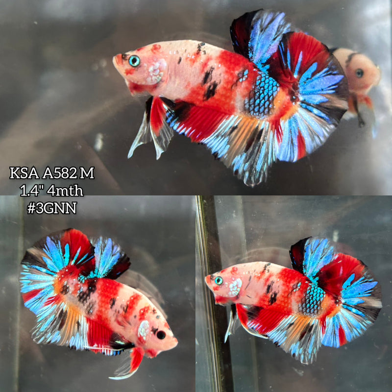 Live Male Betta Red Koi metallic Mixed colors Plakat (KSA-A582)High quality what you see what you get!!