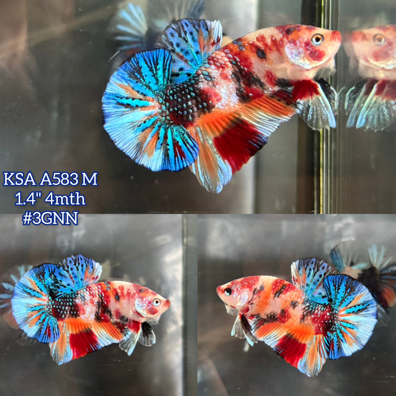 Live Male Betta Fancy Koi metallic Mixed colors Plakat (KSA-A583)High quality what you see what you get!!