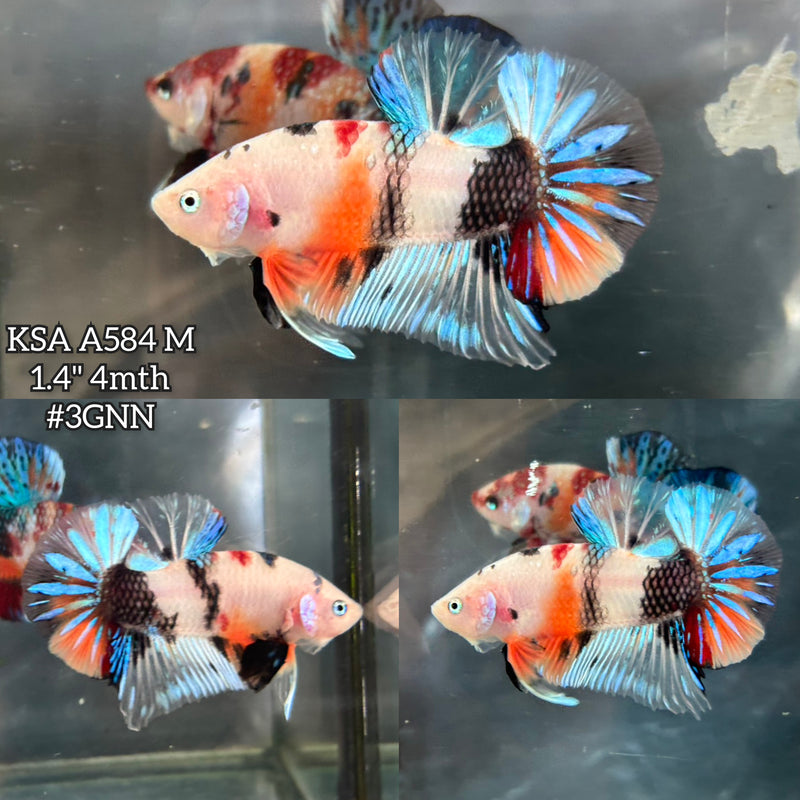 Live Male Betta Fancy Koi metallic Plakat (KSA-A584) S181 High quality what you see what you get!!