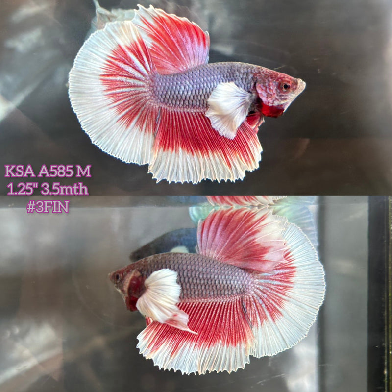 Live Male Betta Red Purple Salamander Dumbo big ear Halfmoon (KSA-A585) S243 High quality what you see what you get!!