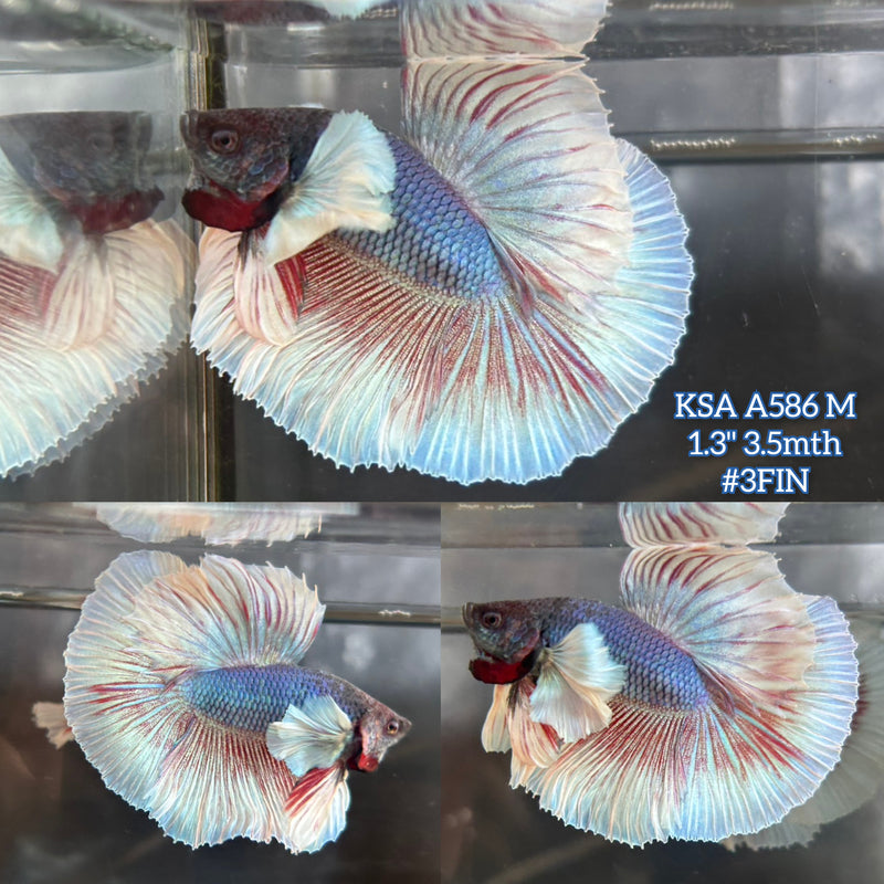 Live Male Betta Fancy Blue Grizzle Dumbo big ear Halfmoon (KSA-A586) S245 High quality what you see what you get!!