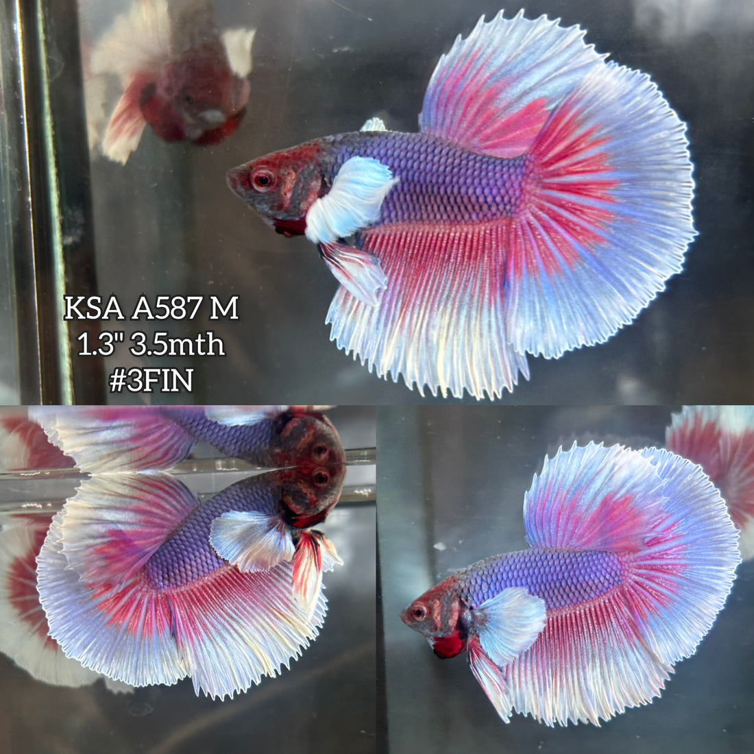 Live Male Betta Fancy Purple Blue Butterfly Dumbo big ear Halfmoon (KSA-A587)High quality what you see what you get!!