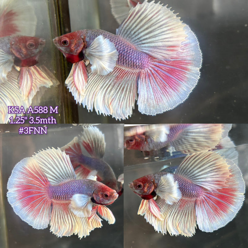 Live Male Betta Fancy Purple Lavender Dumbo big ear Halfmoon (KSA-A588) S247 High quality what you see what you get!!
