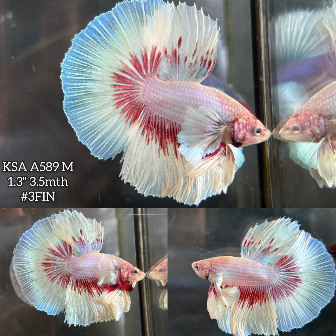 Live Male Betta Red Pink Butterfly Dumbo big ear Halfmoon (KSA-A589)High quality what you see what you get!!