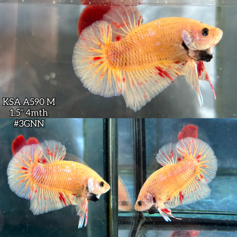 Live Male Betta Yellow Vanda Armageddon Plakat (KSA-A590) S248 High quality what you see what you get!!