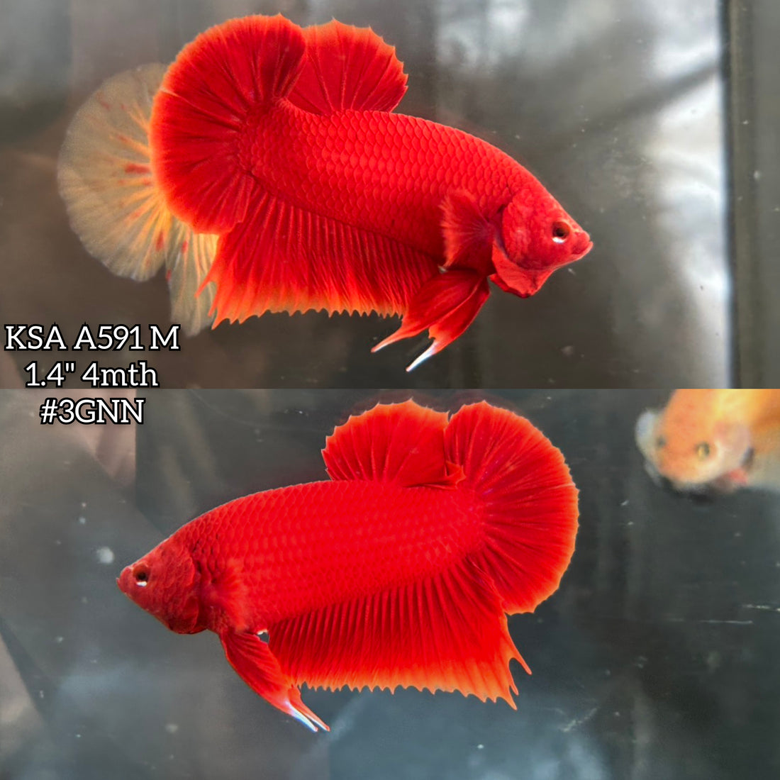 Live Male Betta Super Red Solid color Plakat (KSA-A591)High quality what you see what you get!!