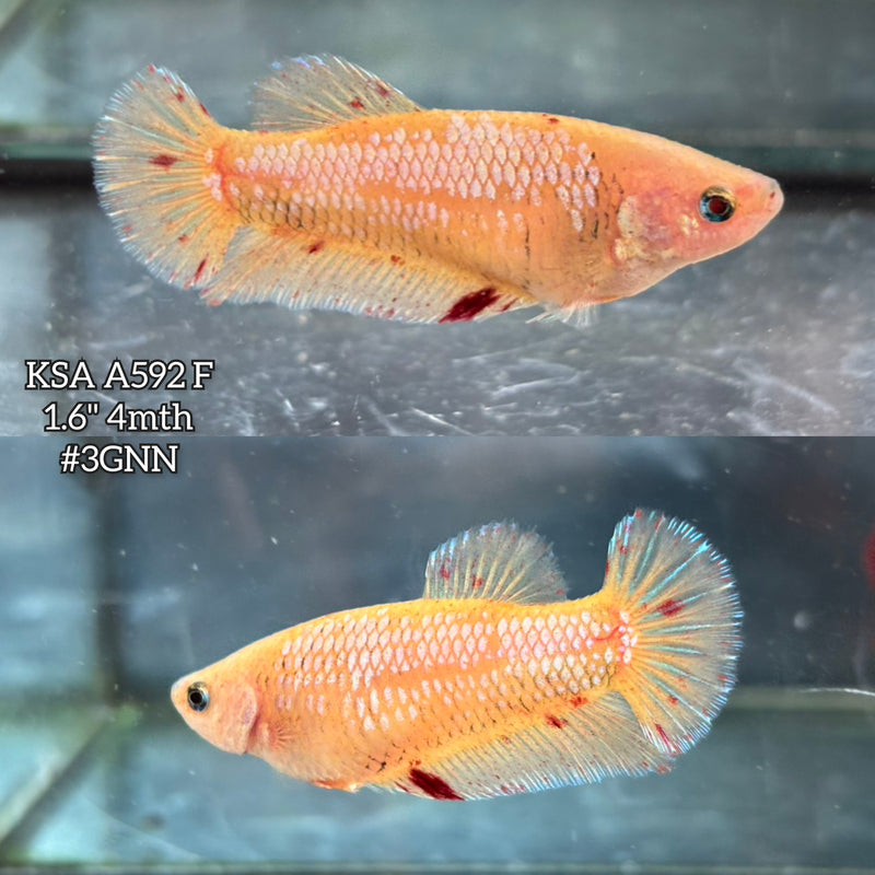 Live Female Betta Yellow Vanda Armageddon Plakat (KSA-A592) S249 High quality what you see what you get!!