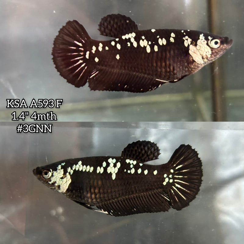 Live Female Betta Black Samurai Plakat (KSA-A593) S250 High quality what you see what you get!!