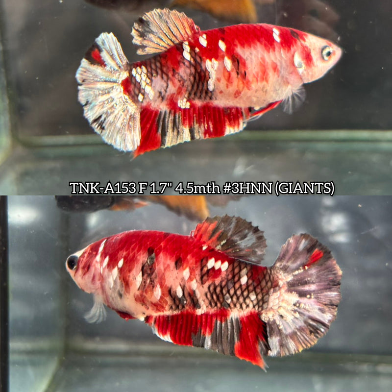 Live Female Betta Red Copper Galaxy Koi Giants Plakat (TNK-A153)High quality What you see What you get!!