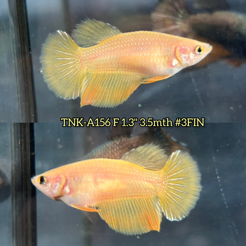 Live Female Betta Yellow Solid color Halfmoon (TNK-A156) S143 High quality What you see What you get!!