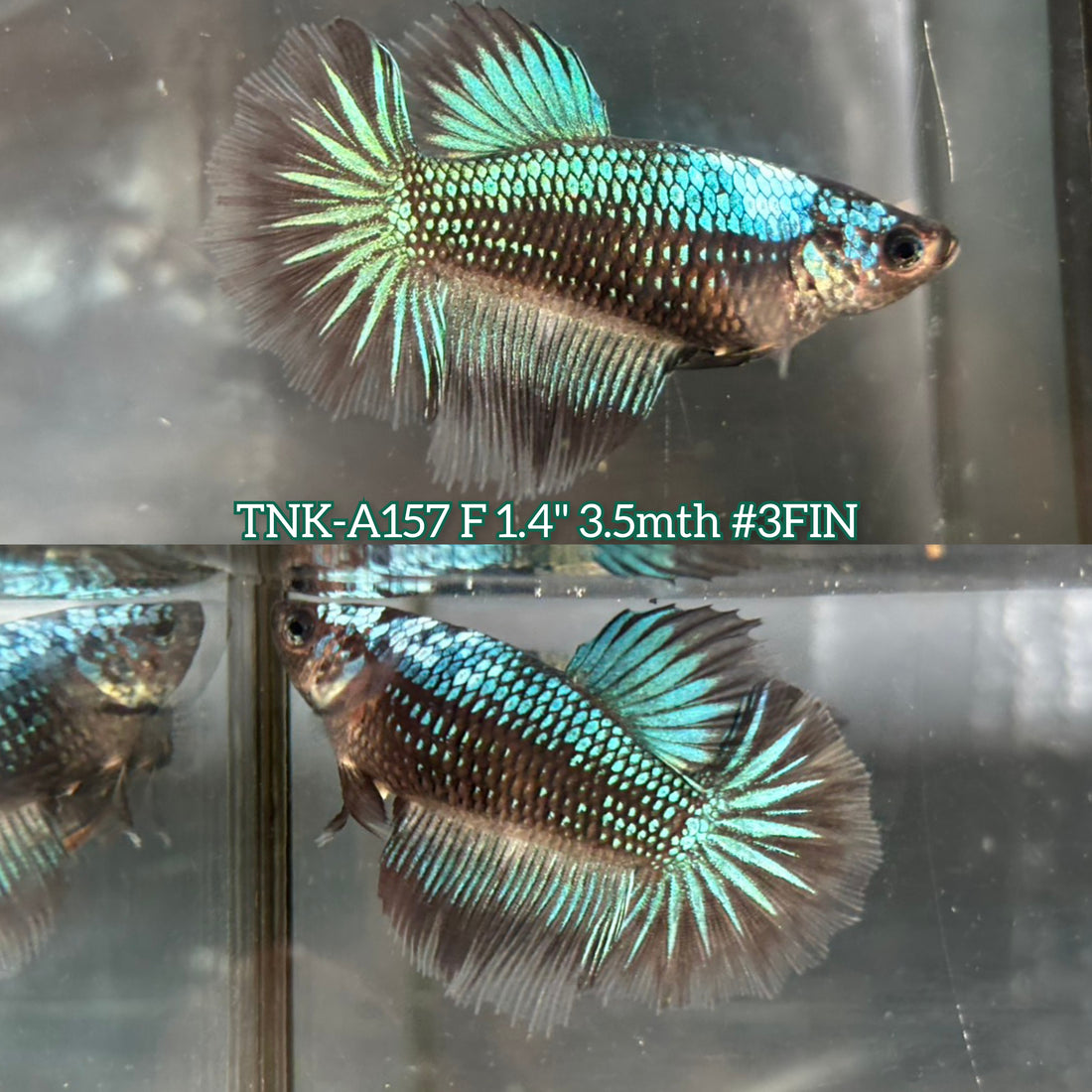 Live Female Betta Green Black Samurai Halfmoon (TNK-A157)High quality What you see What you get!!