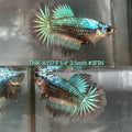 Live Female Betta Green Black Samurai Halfmoon (TNK-A157)High quality What you see What you get!!