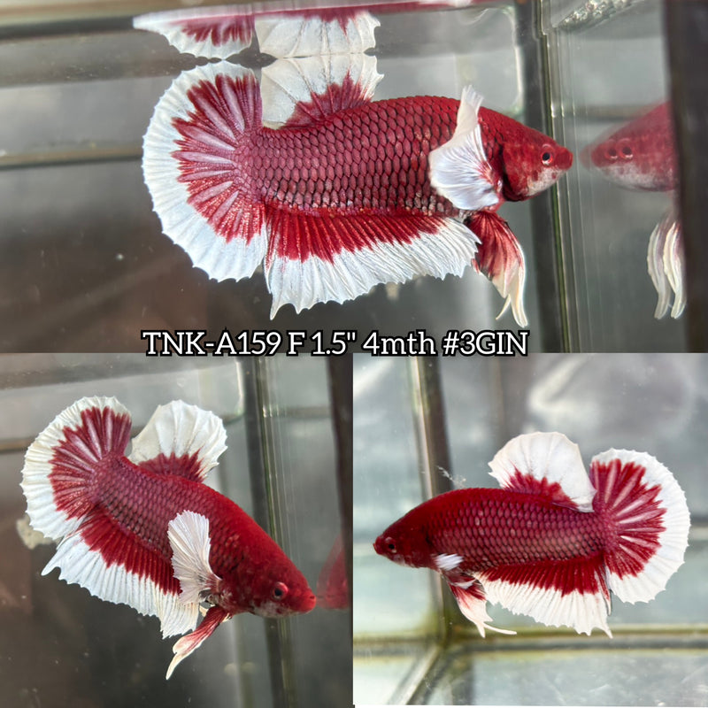 Live Male Betta Red Purple Salamander Butterfly Dumbo Plakat (TNK-A159) S139 High quality What you see What you get!!