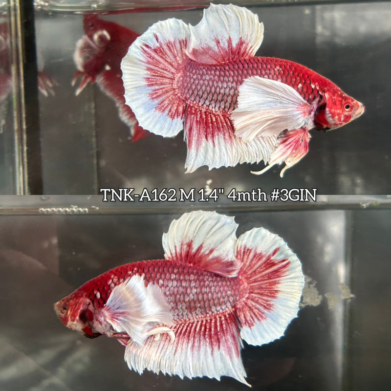 Live Male Betta Red Purple Salamander Dumbo big ear Plakat (TNK-A162) S213 High quality What you see What you get!!