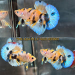 Live Male Betta Yellow Tiger Koi metallic Plakat (TNK-A164)High quality What you see What you get!!
