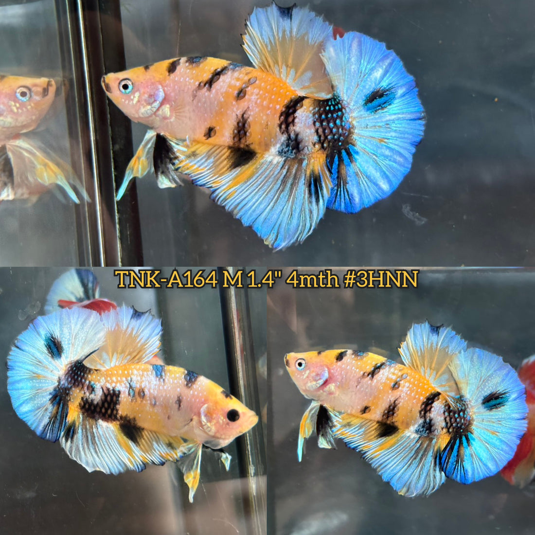 Live Male Betta Yellow Tiger Koi metallic Plakat (TNK-A164)High quality What you see What you get!!