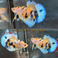 Live Male Betta Yellow Tiger Koi metallic Plakat (TNK-A164)High quality What you see What you get!!