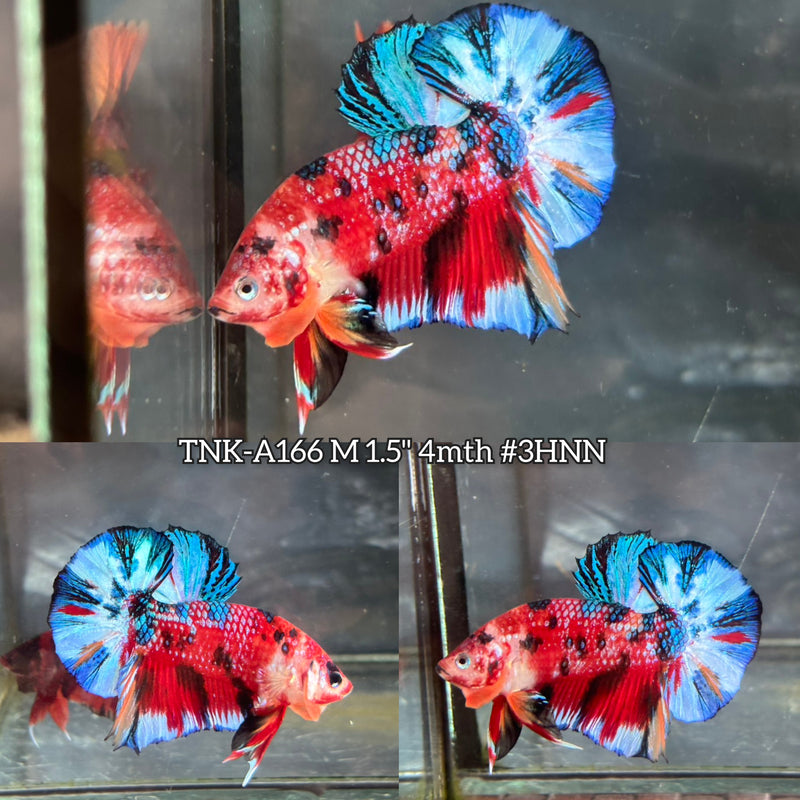 Live Male Betta Fancy Red Koi metallic Plakat (TNK-A166) S286 High quality What you see What you get!!