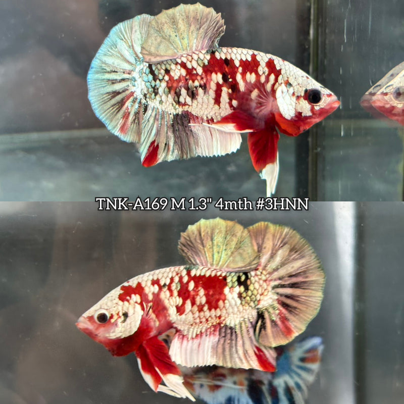 Live Male Betta Red Galaxy Stardust Plakat (TNK-A169)S360 High quality What you see What you get!!