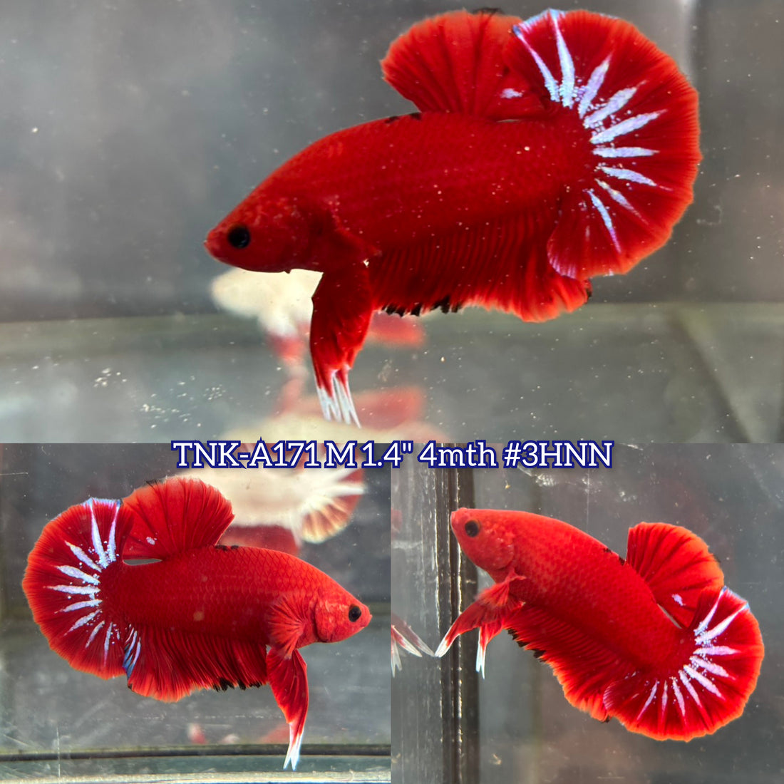 Live Male Betta Red Hellboy Startail Plakat (TNK-A171)High quality What you see What you get!!