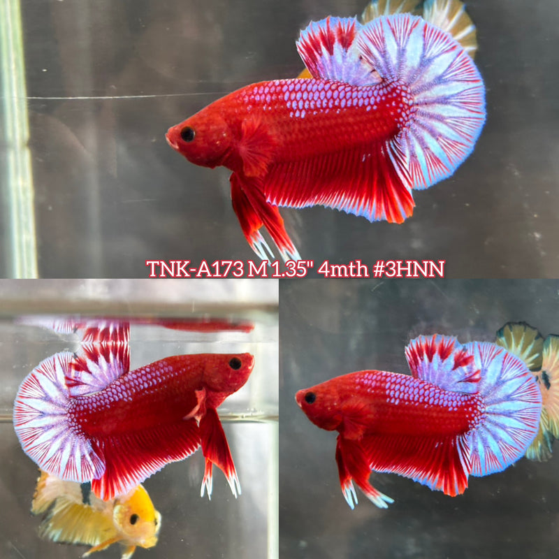 Live Male Betta Fancy Red Hellboy Startail Plakat (TNK-A173) S357 High quality What you see What you get!!