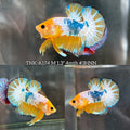 Live Male Betta Fancy Yellow Hellboy Startail Plakat (TNK-A174)High quality What you see What you get!!