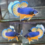 Live Male Betta Yellow Blue Mustard Gas Plakat (TNK-A175)High quality What you see What you get!!