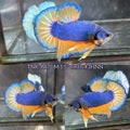 Live Male Betta Yellow Blue Mustard Gas Plakat (TNK-A175)High quality What you see What you get!!