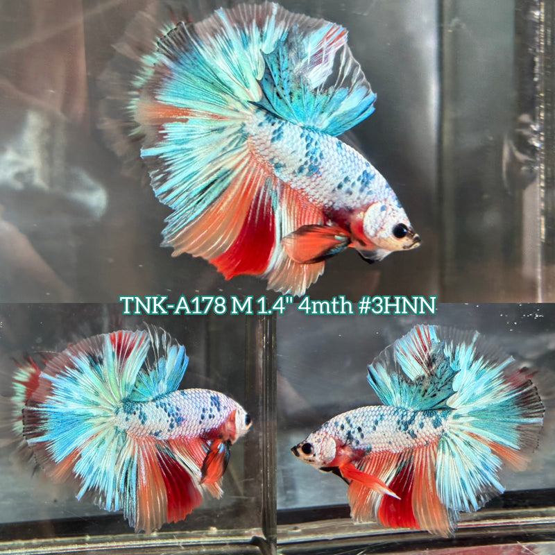 Live Male Betta Fancy Marble Tri-Colors Over Halfmoon (TNK-A178) S063 High quality What you see What you get!!