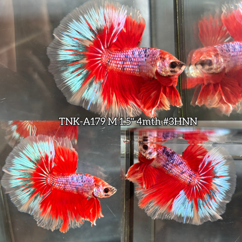 Live Male Betta Fancy Red Koi Over Halfmoon (TNK-A179) S062 High quality What you see What you get!!