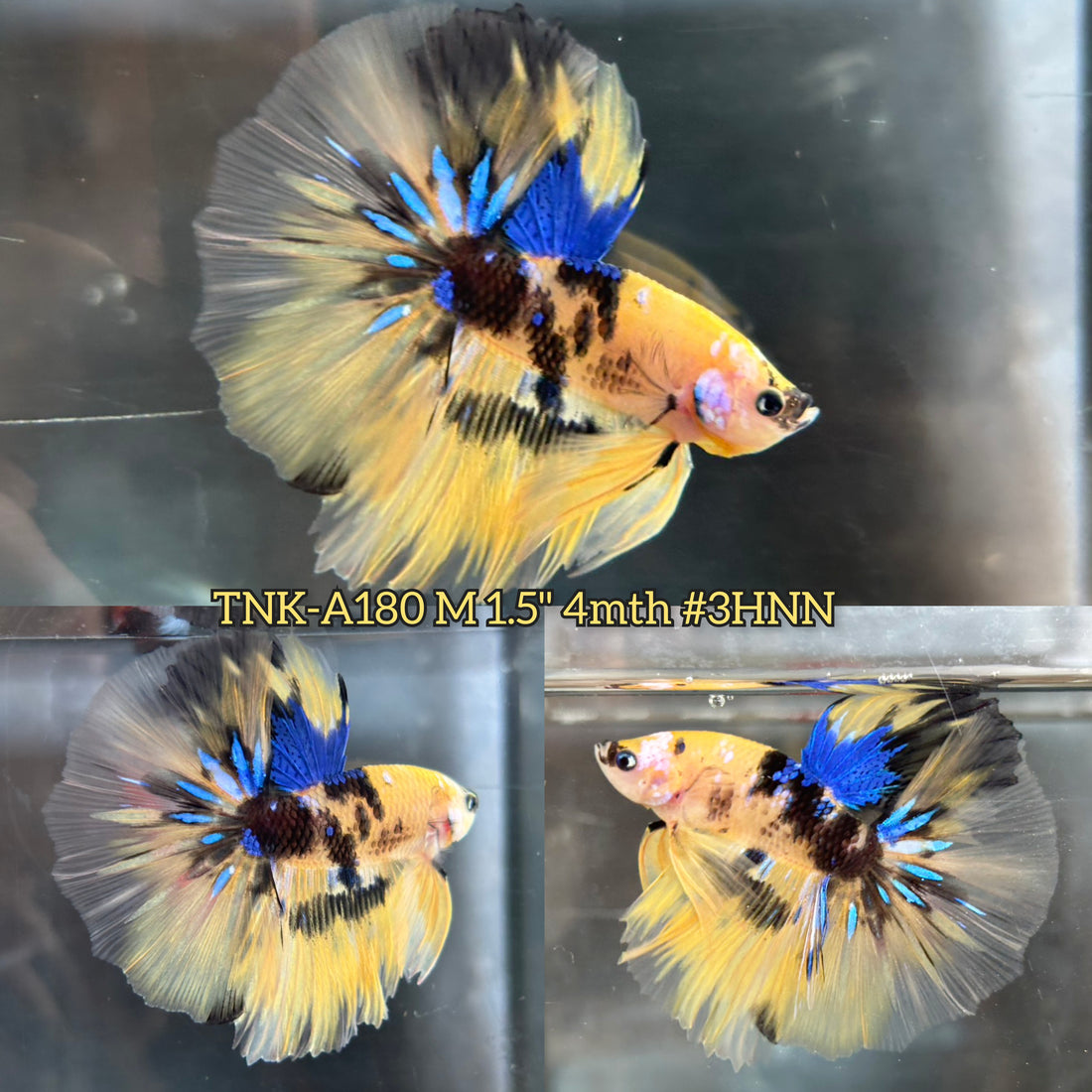 Live Male Betta Tiger Yellow Koi Halfmoon (TNK-A180)High quality What you see What you get!!