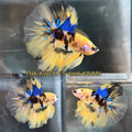 Live Male Betta Tiger Yellow Koi Halfmoon (TNK-A180)High quality What you see What you get!!