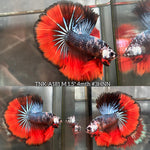 Live Male Betta Fancy Red Devil Over Halfmoon (TNK-A181)High quality What you see What you get!!