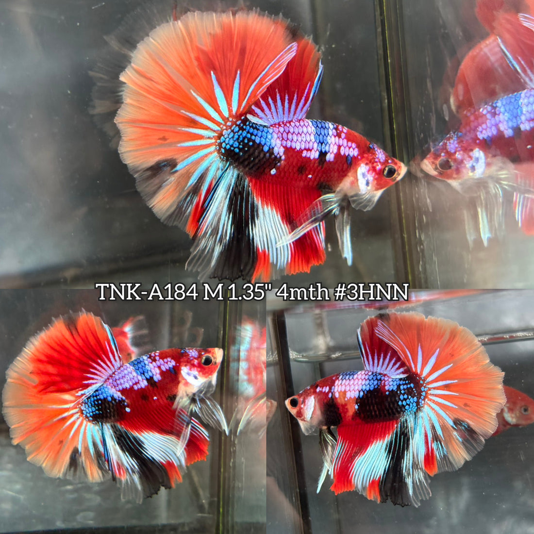 Live Male Betta Red Galaxy Nemo Over Halfmoon (TNK-A184)High quality What you see What you get!!