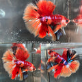 Live Male Betta Red Galaxy Nemo Over Halfmoon (TNK-A185)High quality What you see What you get!!