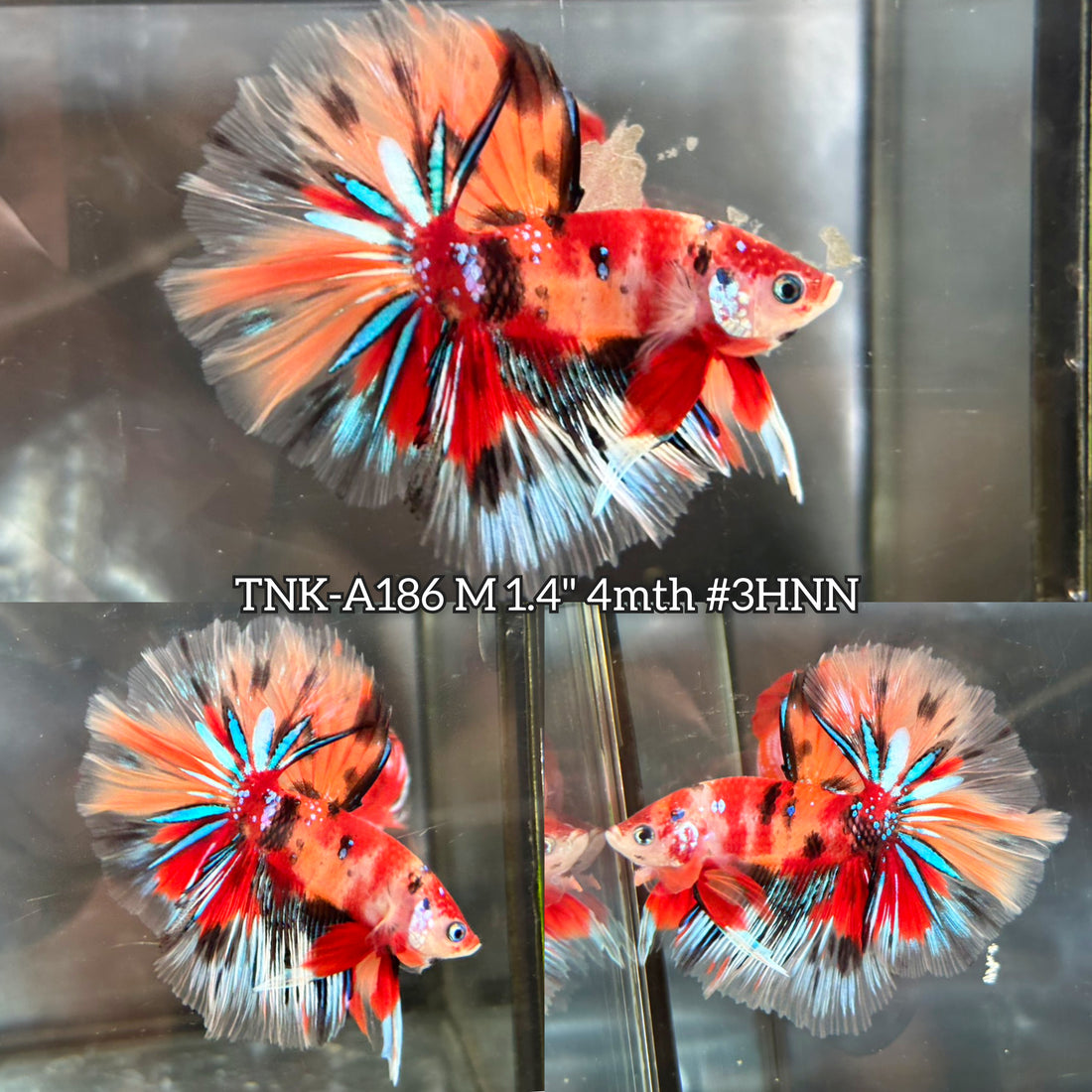 Live Male Betta Orange Galaxy Nemo Over Halfmoon (TNK-A186)High quality What you see What you get!!