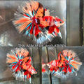 Live Male Betta Orange Galaxy Nemo Over Halfmoon (TNK-A186)High quality What you see What you get!!