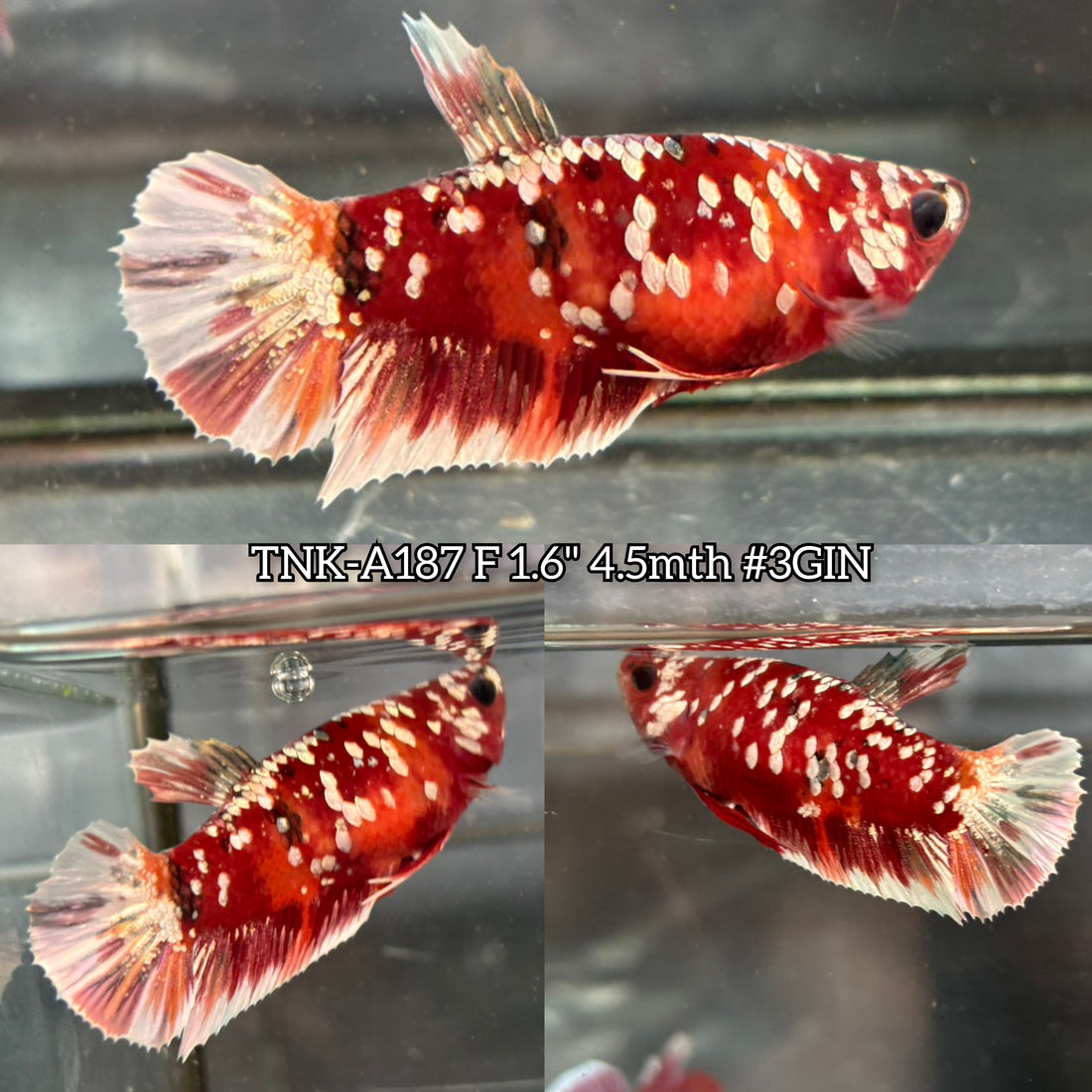 Live Female Betta Red Galaxy Stardust Plakat (TNK-A187)High quality What you see What you get!!