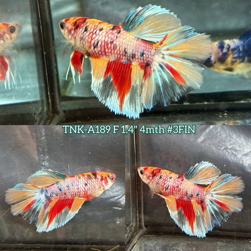 Live Female Betta Candy Marble Halfmoon (TNK-A189) S209 High quality What you see What you get!!