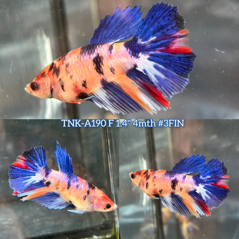 Live Female Betta Fancy Marble Tri colors Halfmoon (TNK-A190) S207 High quality What you see What you get!!