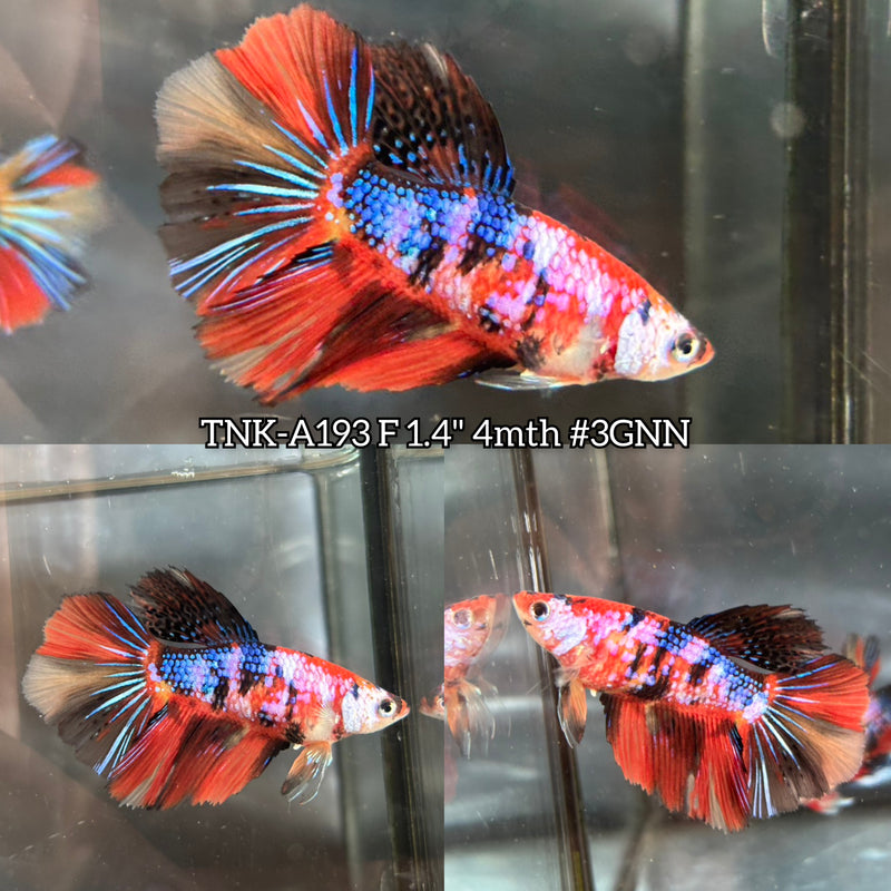 Live Female Betta Red Galaxy Koi Halfmoon (TNK-A193) S281 High quality What you see What you get!!