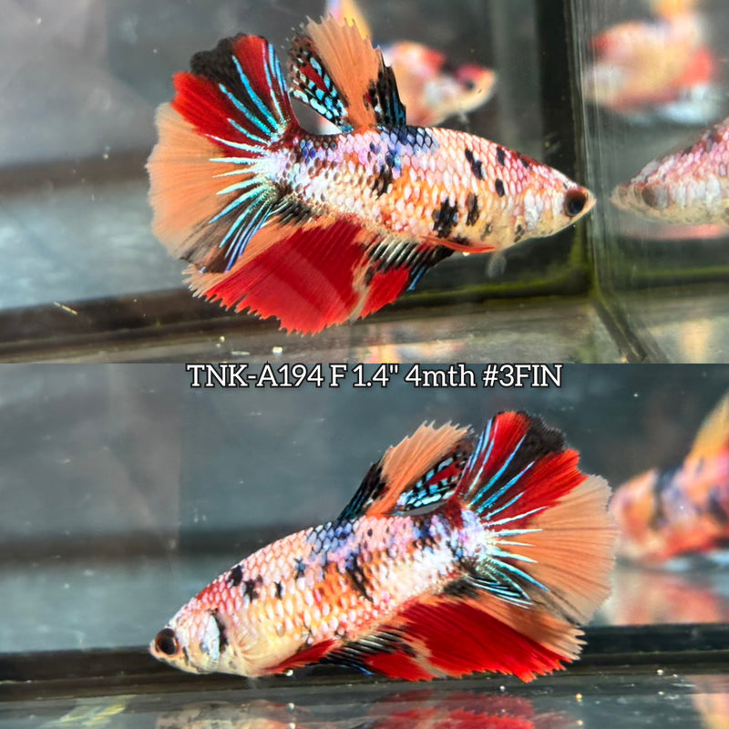 Live Female Betta Candy Nemo Halfmoon(TNK-A194) S280 High quality What you see What you get!!