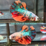 Live Female Betta Nemo Metallic Halfmoon (TNK-A195)S279✔️ High quality What you see What you get!!
