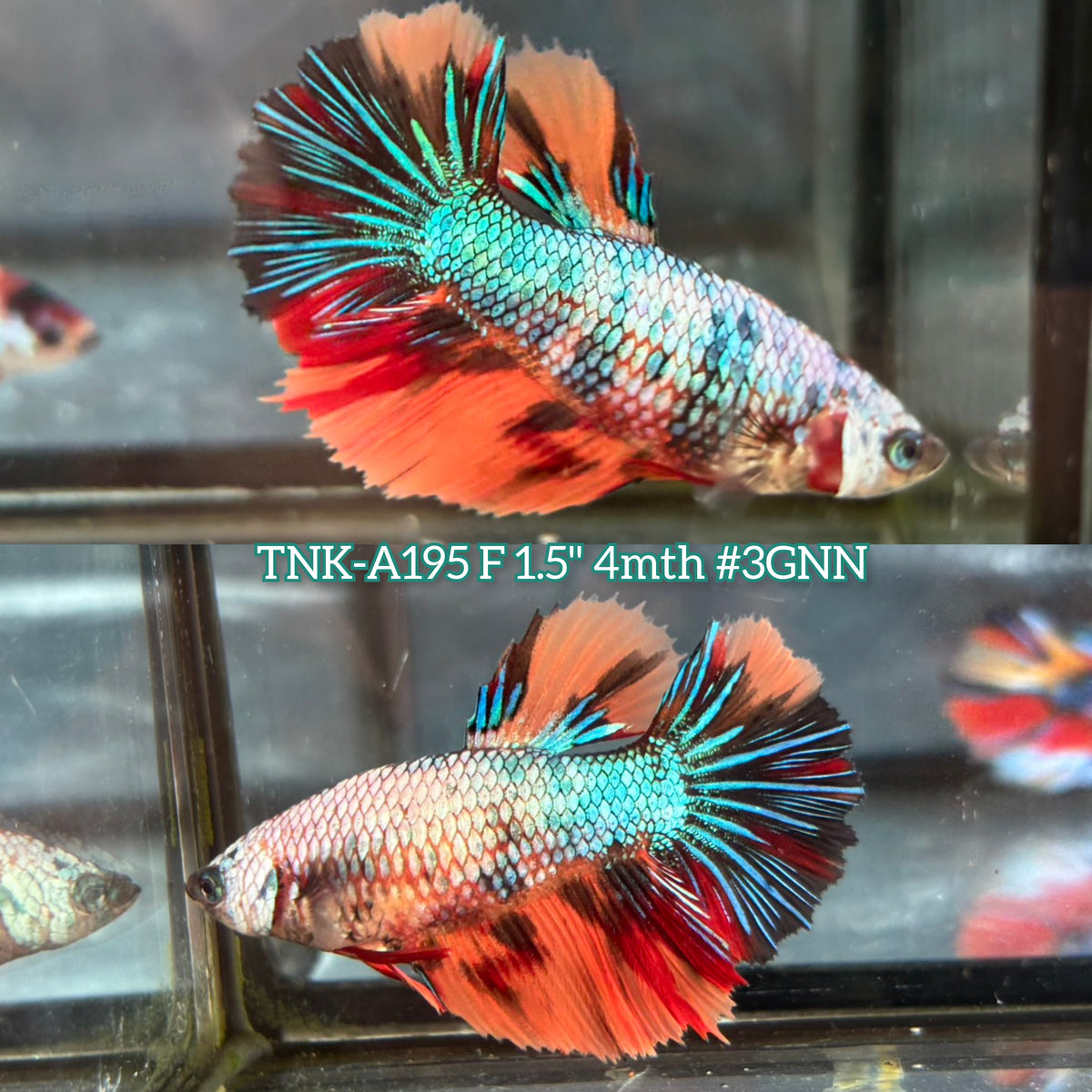 Live Female Betta Nemo Metallic Halfmoon (TNK-A195)S279✔️ High quality What you see What you get!!