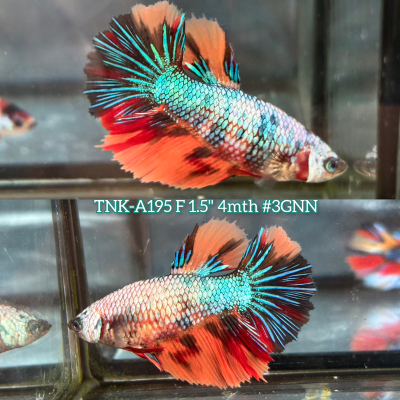 Live Female Betta Nemo Metallic Halfmoon (TNK-A195) S274 High quality What you see What you get!!
