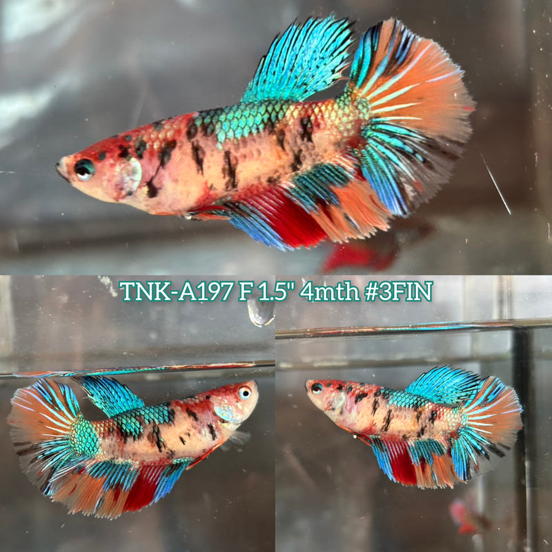 Live Female Betta Galaxy Koi Halfmoon (TNK-A197) S354 High quality What you see What you get!!
