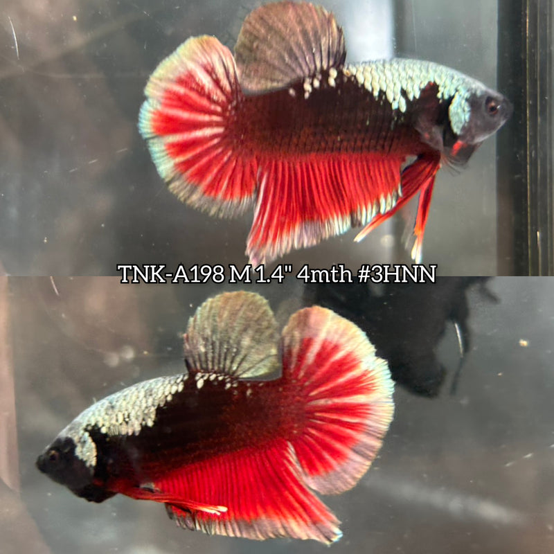 Live Male Betta Black Red Samurai Plakat (TNK-A198) S352 High quality What you see What you get!!