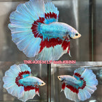Live Male Betta Fancy Red Butterfly Over Halfmoon (TNK-A205) High quality What you see What you get!!