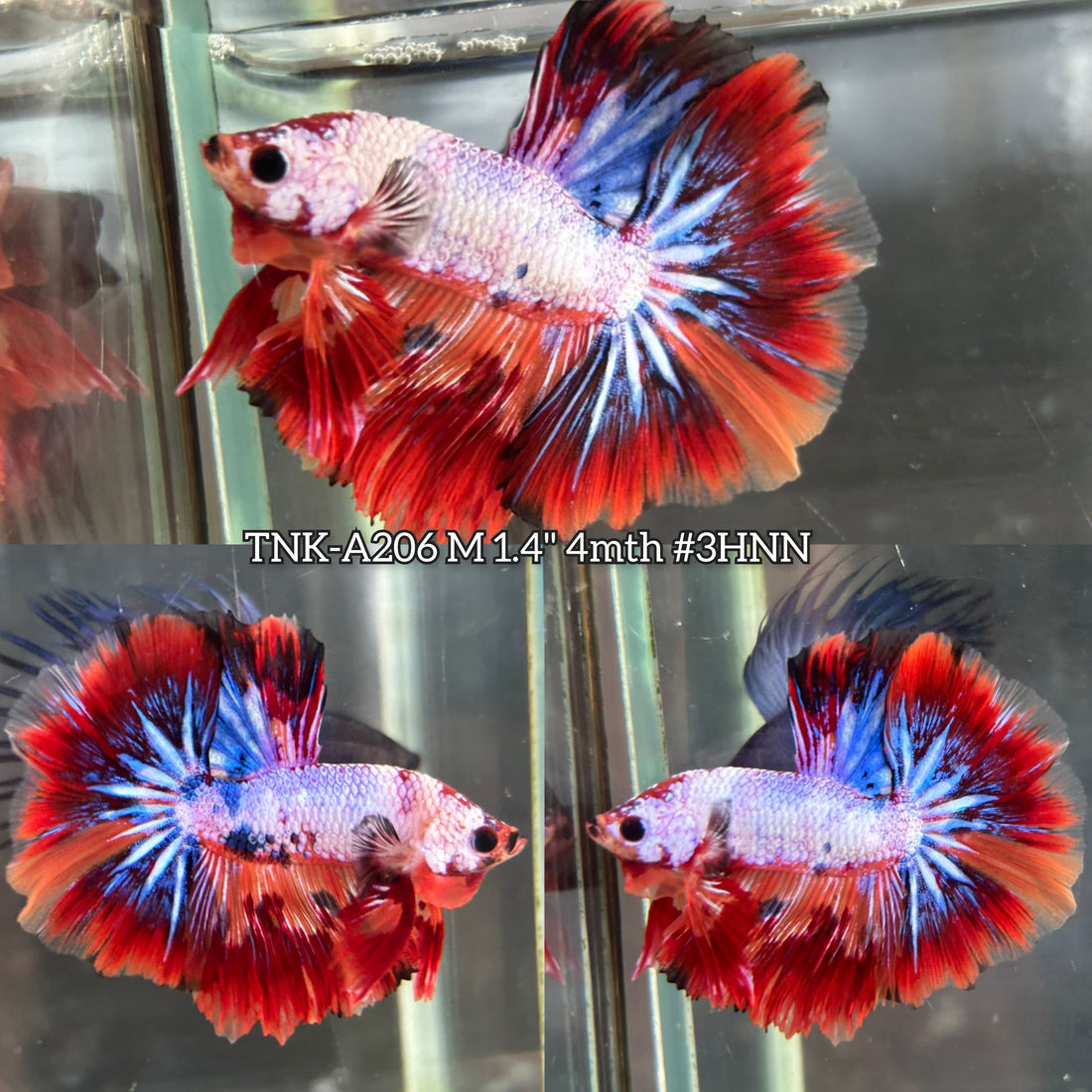 Live Male Betta Fancy Marble Tri colors Halfmoon (TNK-A206) High quality What you see What you get!!